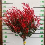 Červienka Fraserova (Photinia × fraseri) ´ROBUSTA COMPACTA´ - výška 140-170 cm, obvod kmeňa 6/8 cm, kont. C15L NA KMIENKU